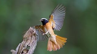 BTO Bird ID  Redstarts [upl. by Tracee]