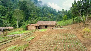 FULL VIDEO 60 days Restore amp Build Abandoned Farm Free  Growing  Harvesting [upl. by Mauchi]