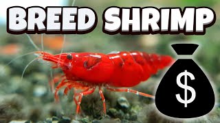 How to Breed Shrimp  A full guide [upl. by Ark132]