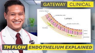 Endothelium Explained [upl. by Willtrude247]