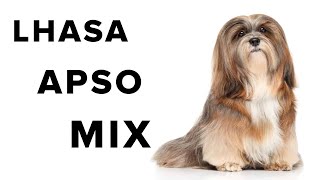 Lhasa Apso Mix Dogs Review [upl. by Nyleda]