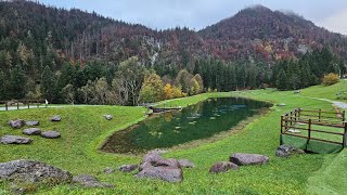 Un saluto autunnale per augurarvi un bellissimo weekend dalla natura del Laghetto di Valcanale🎉 [upl. by Moitoso463]