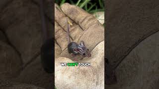 Rescuing an Adorable Baby Mouse from Danger [upl. by Nossah]