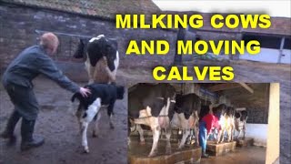 MILKIING COWS AND MOVING CALVES [upl. by Pontone]