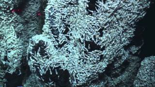 Worlds deepest known undersea vents [upl. by Nevah]