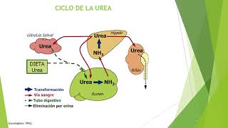 Sistema Digestivo en Rumiantes [upl. by Harima]