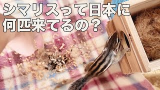 シマリスは日本にどれくらい来てるの？ [upl. by Enia]