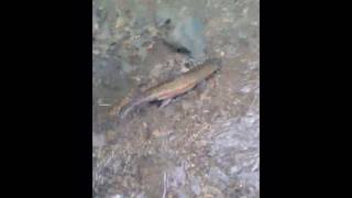 Small Steam Fly Fishing Oct 2019 Pt 2 sightfishing [upl. by Neelrac786]