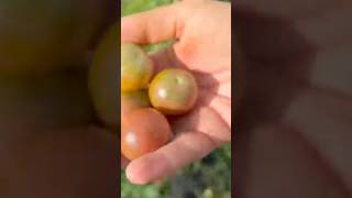 Harvesting a TON of TOMATOES and PATTY PAN allotmentlife growsomefood growingveg [upl. by Kissel]