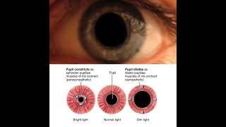 EyesPupil Reflexesshorts [upl. by Drawe61]