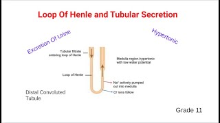 Loop Of Henle and Tubular secretion [upl. by Balas685]