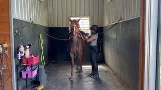 ROYAL MOVER outside  cross ties  Adoptable Thoroughbred Gelding  New Vocations [upl. by Lagiba]