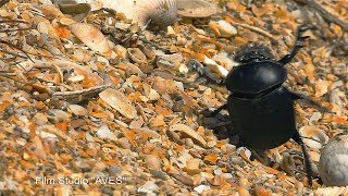 Жукскарабей Scarabaeus sacer  Scarab Beetle  Film Studio Aves [upl. by Kcirred]