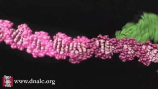 Mechanism of Recombination [upl. by Cianca]