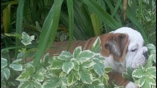 English Bulldog Puppies playing and barking like a duck [upl. by Yessydo]