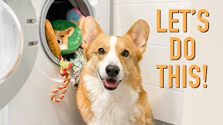 IG VID  Washing My Toys  Topi the Corgi [upl. by Kirk]