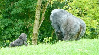 Gorilla Mother Always Keeps an Eye on Her Baby [upl. by Lamoureux]