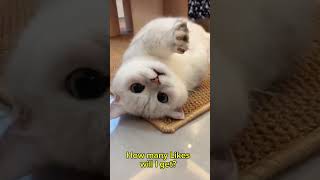 Funny Cute Cats [upl. by Post]