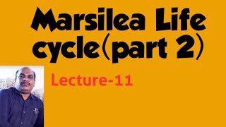 Marsilea Life cycle in English [upl. by Llerut]