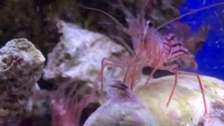 Peppermint shrimp eating aiptasia anemones [upl. by Asirahc]