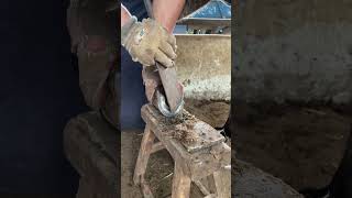 Great hoof trimming video extremely comfortable丨ASMR丨Donkey hoof cutting sound [upl. by Coheman4]