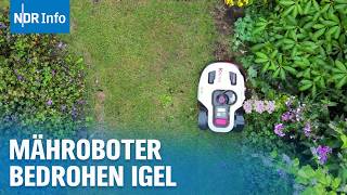 Mähroboter bedrohen Igel Warum freiwillige Helfer für die verletzten Tiere wichtig sind NDR Info [upl. by Intyre]