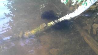 School of Bullhead Catfish minnows [upl. by Atiraj]