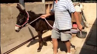 The new donkey recovering after castration  Easy Horse Care Rescue Centre [upl. by Ihcur]