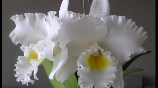 Cattleya flowers [upl. by Susan]