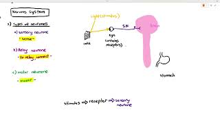 152 Structure of the Nervous System Cambridge AS A Level Biology 9700 [upl. by Naig]