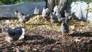 Amrock Huhn  Hahn  Der Herbst ist daLaubmanagment mit Hühnern Teil 1 [upl. by Alayne778]