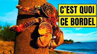 Le Crabe De Cocotier  Un Cauchemar Bien Réel [upl. by Calendra]