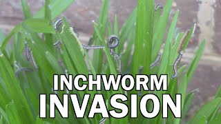 Inchworm Invasion Trailer [upl. by Lindholm]