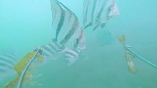 BAITING a CAMERA and DROPPING IT of a Florida Fishing Pier [upl. by Mccourt]