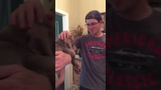 Weimaraner puppy surprise [upl. by Edurtreg]