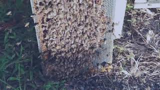 Beekeeping routine in spring [upl. by Aicire522]