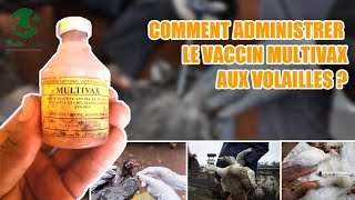 Voici comment vacciner les poules dindons dans vôtre Elevage [upl. by Almund]