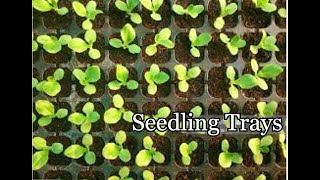 How to use seedling trays [upl. by Bunns]