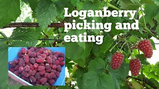 Loganberry  the joy of picking and eating these delicious fruit  hybrid berries [upl. by Vez177]