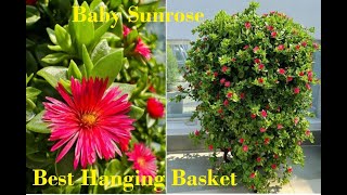 Baby Sun Rose Plant Baby Sunrose Propogation babysunrose gardenofbuds youtubevideo [upl. by Freeman26]