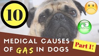 10 Medical Causes of Gas in Dogs Part 1 [upl. by Nabroc]