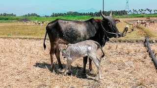 கிடை மாடு கன்றுkedai madujallikattunattu madu valarpathu eppadi tamil [upl. by Smitt]