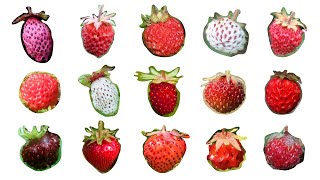 Species of Strawberry  Genus Fragaria [upl. by Deste]