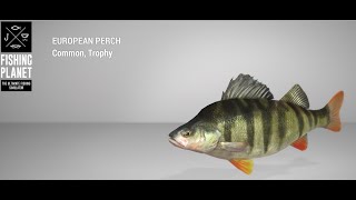 Fishing Planet  Ghent Terneuzen Canal  Trophy  European Perch  Feeder [upl. by Hickie]