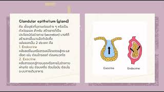 Introduction to anatomy ส่งหลักสูตรวิทยาศาสตร์การแพทย์ มหาวิทยาลัยหัวเฉียวเฉลิมพระเกียรติ [upl. by Ethelyn]