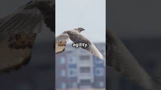 quotHawk vs Eagle Ultimate Battle in the Sky 🦅🔥🦅 NatureShowdown BirdBattlequotytshorts animals [upl. by Ahterod]