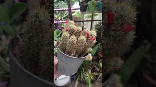 Mammillaria prolifera cactus  Nursery Garden Series Ep  10  cactus [upl. by Blondie]