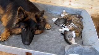 German Shepherd Lets Mama Cat and Kittens Have His Bed [upl. by Florida702]