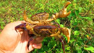 I CAUGHT Freshwater Crab by Hand in the Flood  4K Nature Relaxing Video [upl. by Urien546]