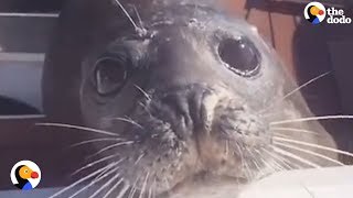 Seal Chased By Hungry Orcas Jumps on Boat  The Dodo [upl. by Borchers375]